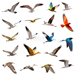 多样鸟类飞翔插画素材
