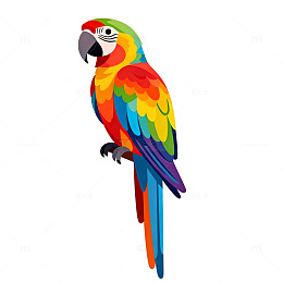 彩色鹦鹉卡通插画设计素材