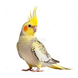 可爱鹦鹉特写摄影图