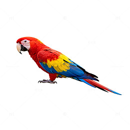 鲜艳鹦鹉特写摄影图片