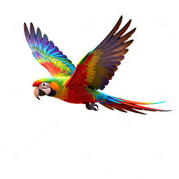 飞翔鹦鹉