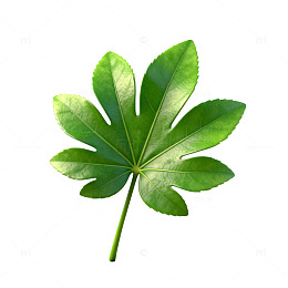 绿叶植物写实风格图片