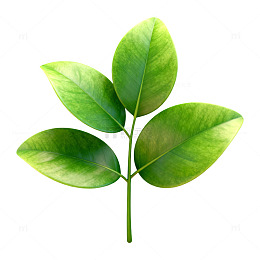 绿色植物叶片特写