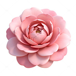 粉色山茶花插画