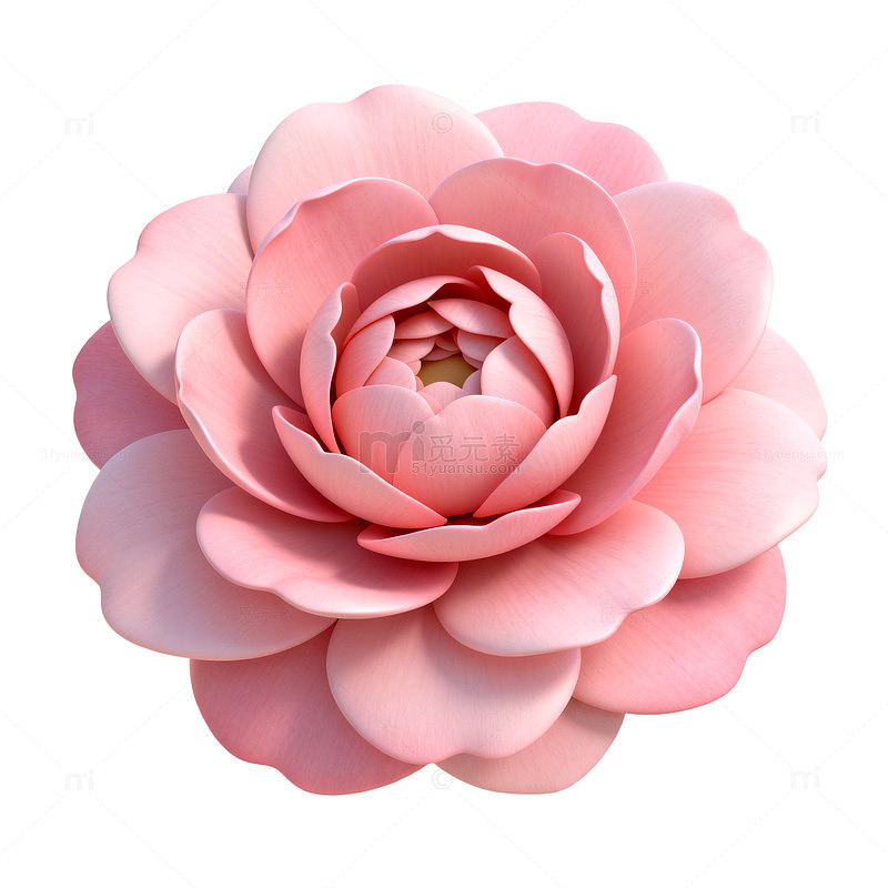 粉色山茶花插画