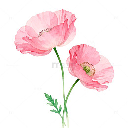水彩粉色虞美人花卉插画