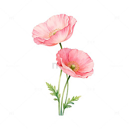 水彩虞美人花卉插画