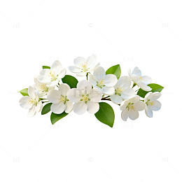 清新白花桃花枝矢量素材