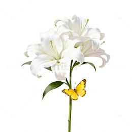 清新百合花与蝴蝶插画