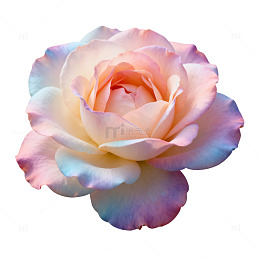 淡雅渐变玫瑰花特写摄影