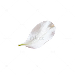 淡雅白花背景图