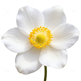 纯白花蕊特写摄影图片