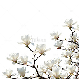 玉兰花开春意浓图片素材