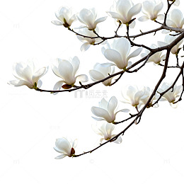 玉兰花盛开