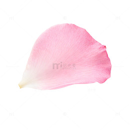 粉色花瓣特写摄影图片