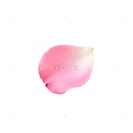 粉色玫瑰花瓣透明背景素材