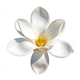 简约清新白莲花插图