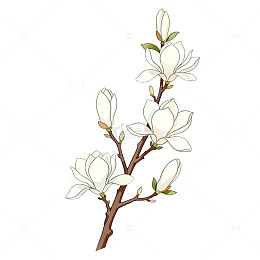 插画风格白玉兰花枝条设计素材