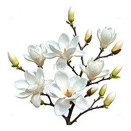 玉兰花枝插画素材