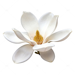 纯白玉兰花特写摄影