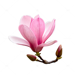 粉玉兰花卉特写透明背景