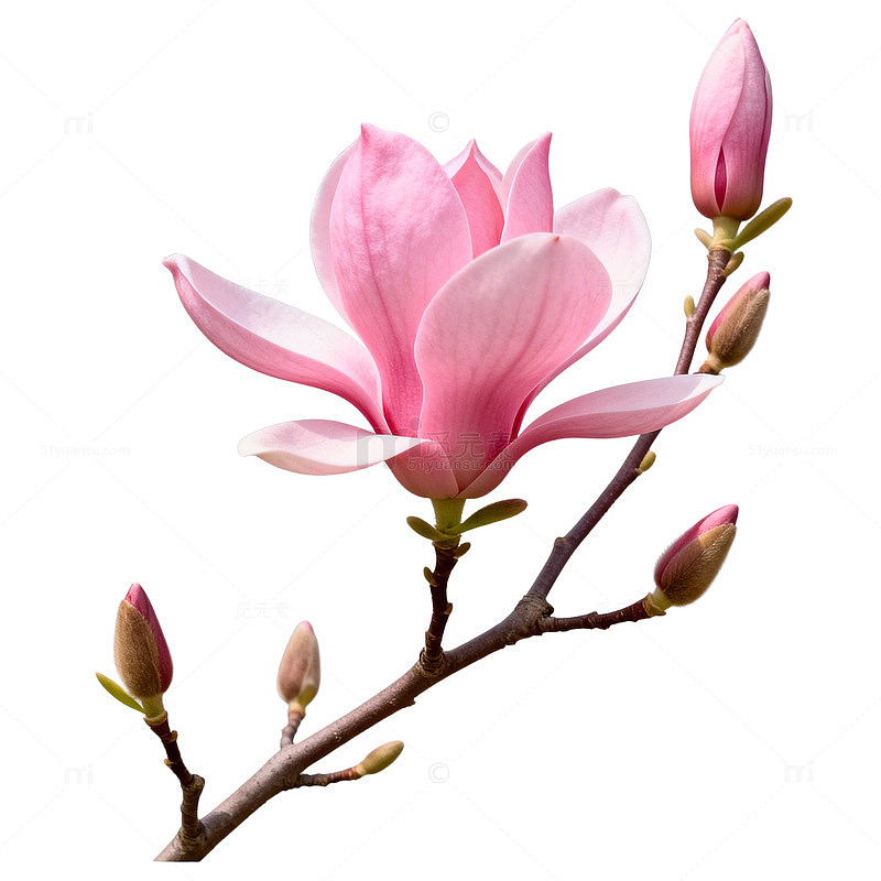 玉兰花盛开图