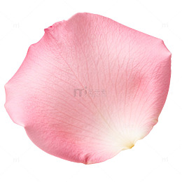 粉红色玫瑰花瓣特写