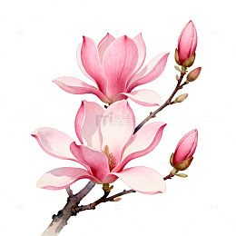 水彩玉兰花开春意盎然