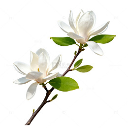 白玉兰花枝插画