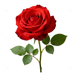 鲜艳红玫瑰特写摄影图片