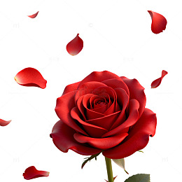 玫瑰盛开浪漫氛围图片