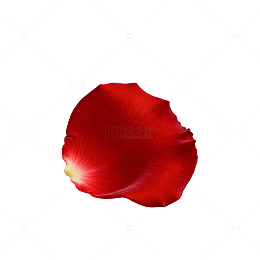 鲜艳玫瑰花瓣特写