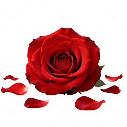 红玫瑰特写摄影素材