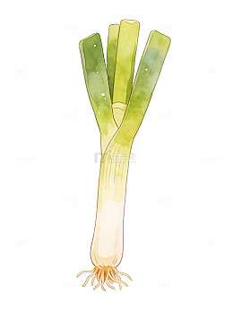 水彩风格大葱插画