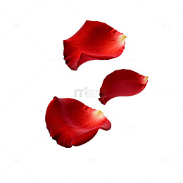 玫瑰花瓣飞舞艺术摄影