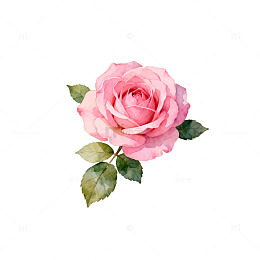 水彩粉色玫瑰花插画