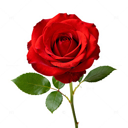 红玫瑰特写摄影图片