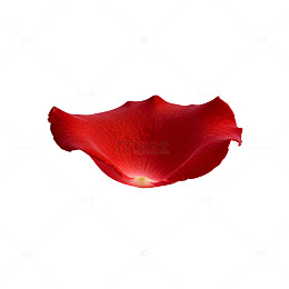 红色玫瑰花瓣特写摄影