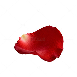 玫瑰瓣特写摄影