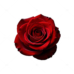 红玫瑰特写摄影图片