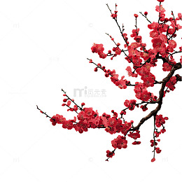 梅花绽放新春美景剪影