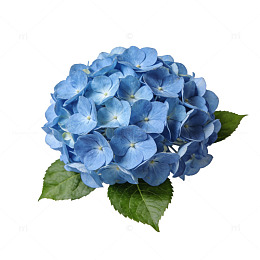 蓝色绣球花特写摄影图