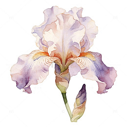 水彩柔和手绘花朵元素