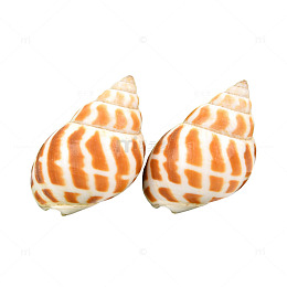 贝壳图案装饰摆件