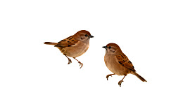 两只麻雀空中飞翔图片