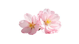 两朵粉色樱花在白色背景上绽放