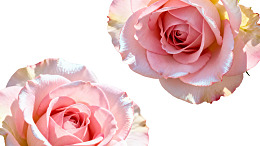 两朵粉色玫瑰花特写图片