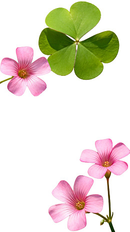 粉色花朵与绿叶的清新组合