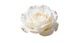 一朵盛开的白色玫瑰花