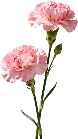 两朵粉色康乃馨花枝图片
